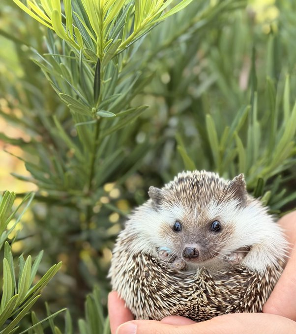 Lil' Shrub the hedgehog held in hands against green shrubbery